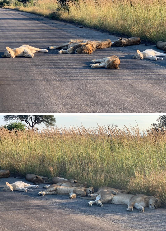 Leones ech&aacute;ndose una siesta en la carretera junto a los alojamientos del Parque Nacional Kruger en Sud&aacute;frica