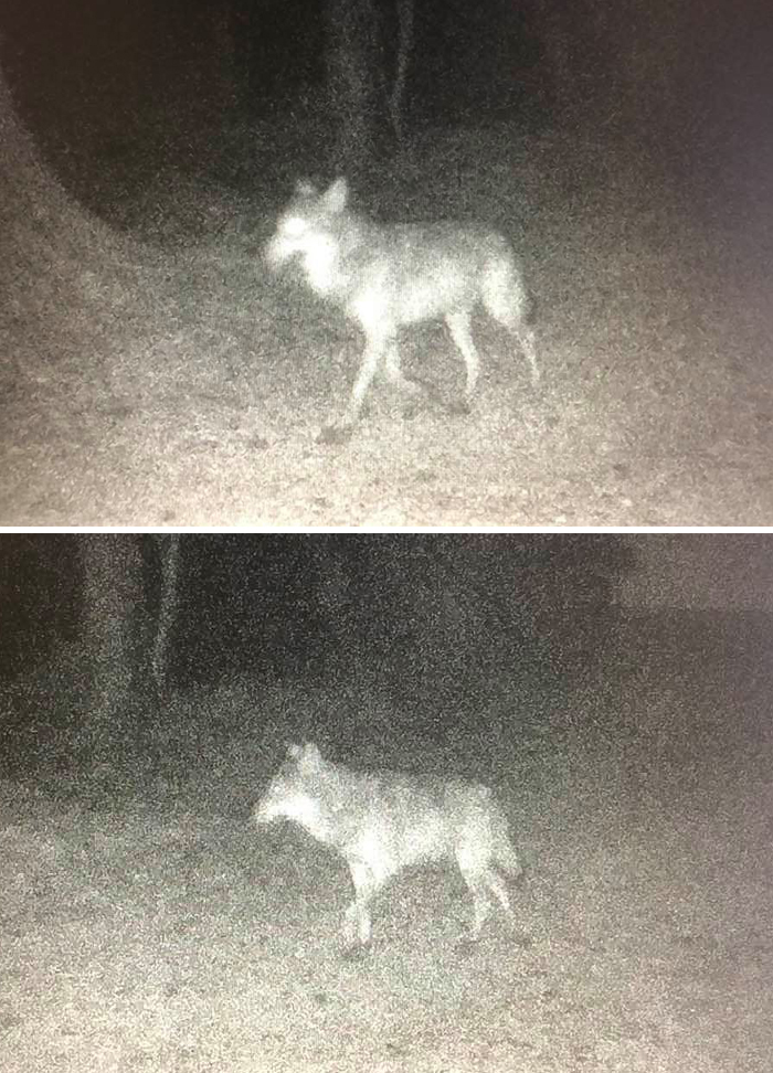 Avistado el primer lobo en Normand&iacute;a en un siglo. Fueron cazados hasta la extinci&oacute;n.