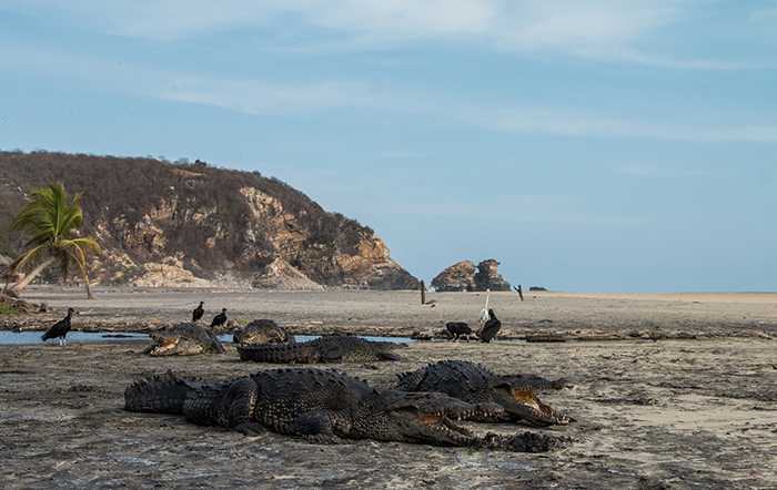 Playa de Ventilla, M&eacute;xico, normalmente llena de turistas y ahora llena de cocodrilos