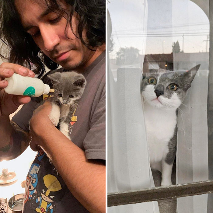 De gatito hambriento encontrado bajo la casa de mi novio a un gordito curioso 6 meses despu&eacute;s