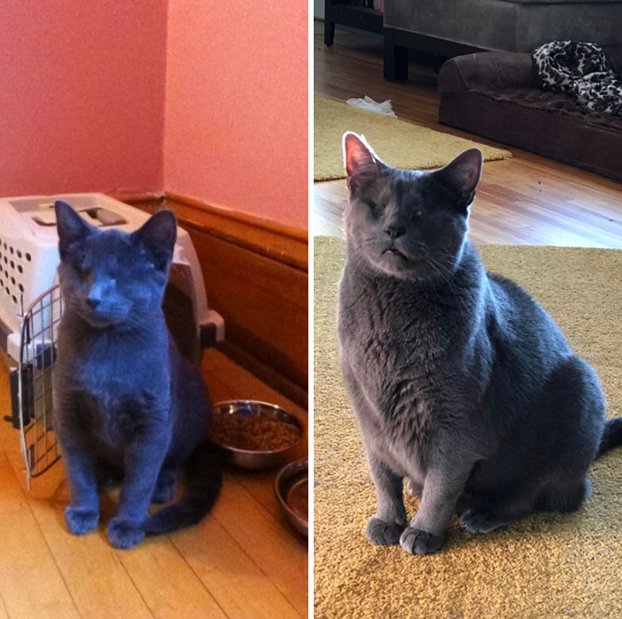 Hace 8 a&ntilde;os adopt&eacute; un gatito ciego de un refugio que ten&iacute;a problemas