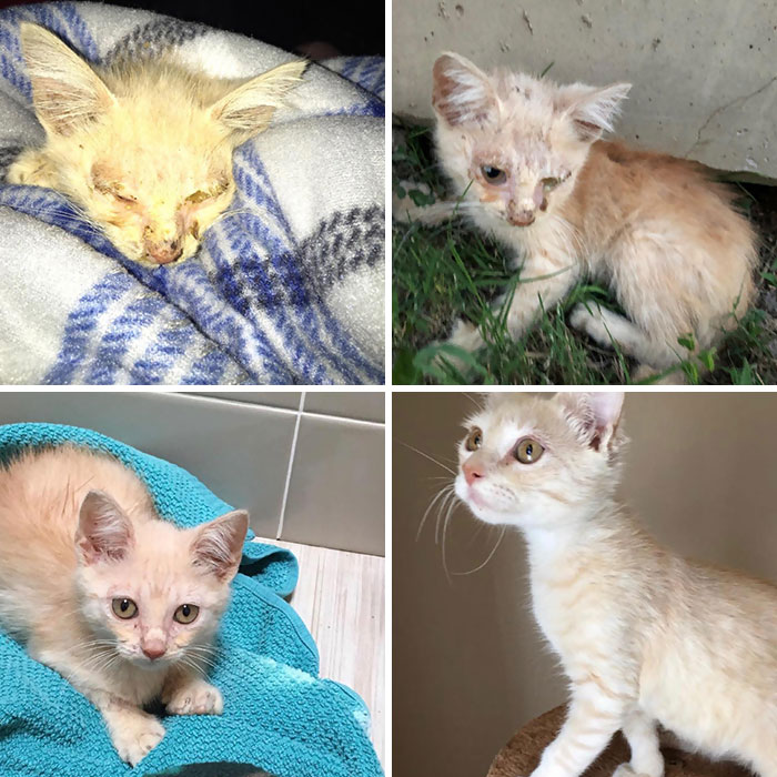 Encontr&eacute; a Chelvin enfermo y malnutrido en el vecindario. Esto es tras 3 semanas de cuidados