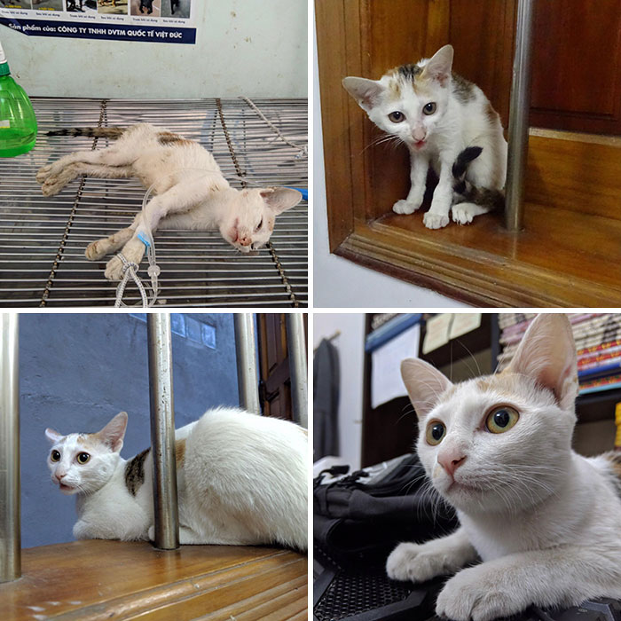 Katie estaba muy d&eacute;bil cuando la adopt&eacute; hace 3 meses, pero es una luchadora